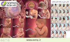 عکس جنین در هفته های مختلف