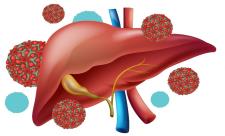 لیوربان؛ نگهبان کبد!