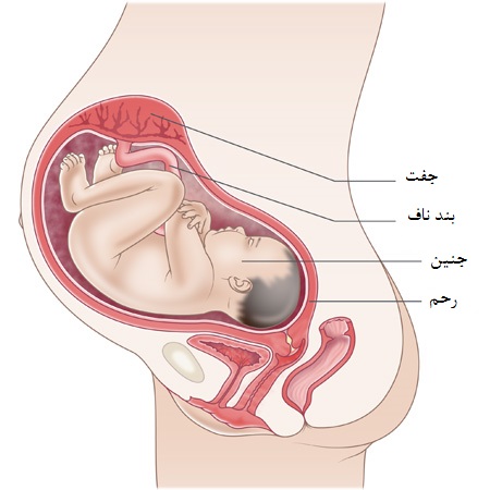 تغییرات بدن مادر و جنین در هفته سی و سوم بارداری