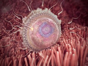 بارداری هفته به هفته - هفته دوم بارداری