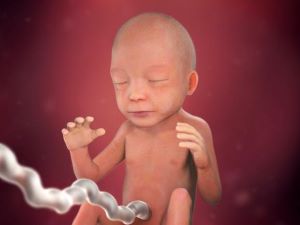 بارداری هفته به هفته - هفته بیست و دوم بارداری