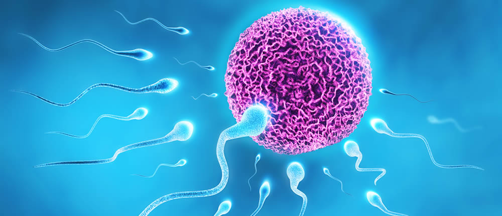 مراحل باردار شدن، ملاقات اسپرم و تخمک مراحل باردار شدن