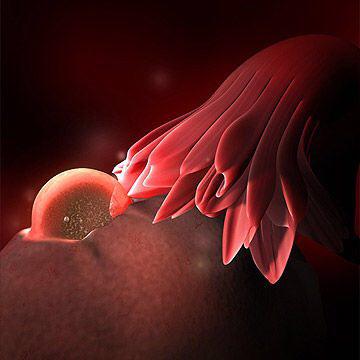 شکل جنین در هفته دوم بارداری شکل جنین در هفته دوم بارداری