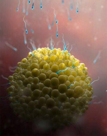 شکل جنین در هفته سوم بارداری شکل جنین در هفته سوم بارداری