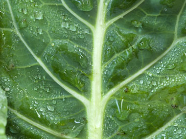 کلم برگ برای دیابتی ها کلم برگ برای دیابتی ها