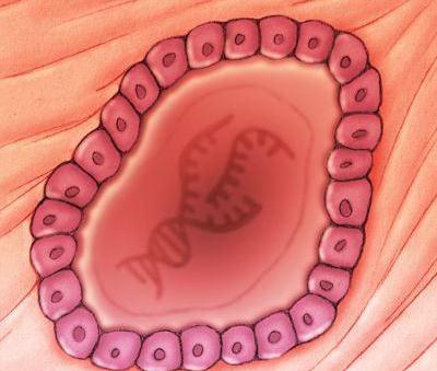 بلاستوسیت و هفته اول بارداری بلاستوسیت و هفته اول بارداری