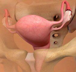 حرکت تخمک بسمت لوله فالوپ حرکت تخمک بسمت لوله فالوپ