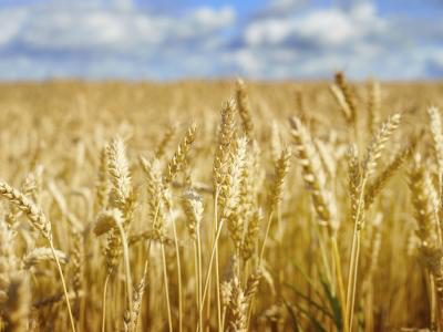 گلوتن و کم خونی گلوتن و کم خونی