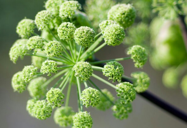 گلپر و بارداری