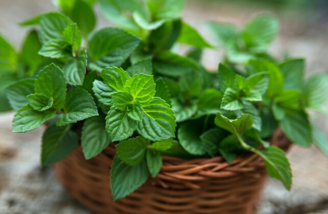 نعناع و بارداری