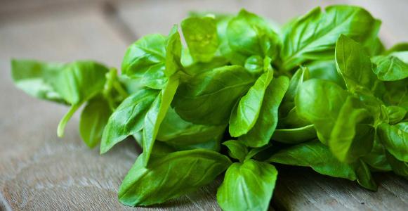 ریحان در مسمومیت غذایی