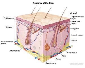 آناتومی پوست