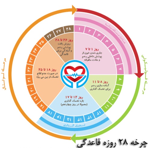 چرخه 28 روزه پریود