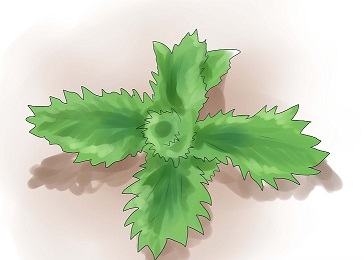 گزنه و درمان جوش صورت