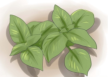 ریحان و درمان جوش صورت