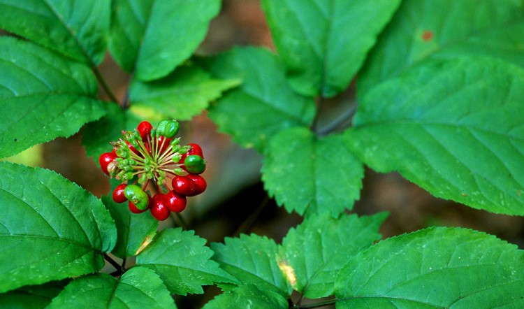 گیاه جینسینگ گیاه جینسینگ