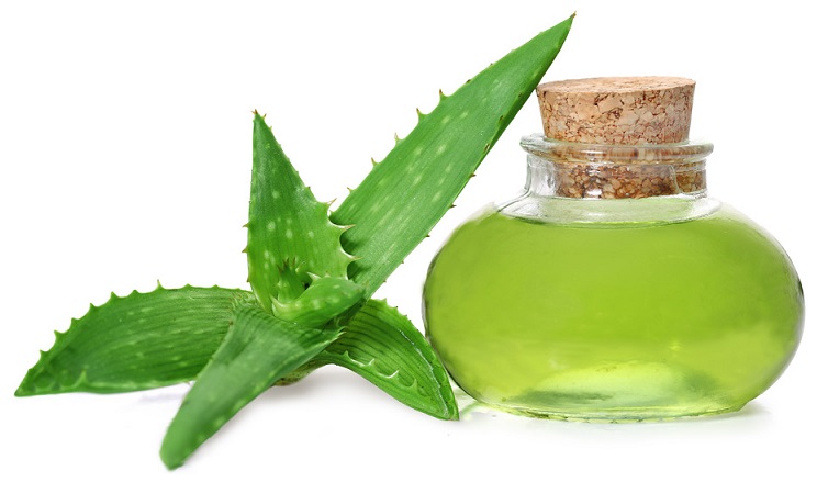 آلوئه ورا و درمان کهیر آلوئه ورا و درمان کهیر