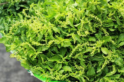 ریحان و درمان کهیر ریحان و درمان کهیر