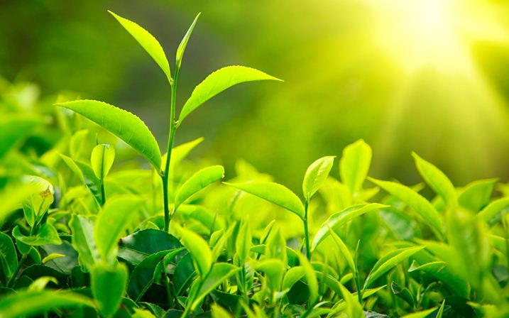 چای سبز چیست چای سبز چیست