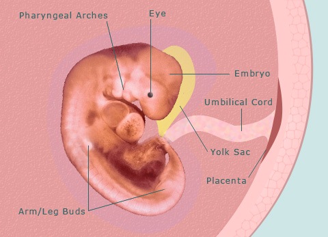 کیسه زرده جنین