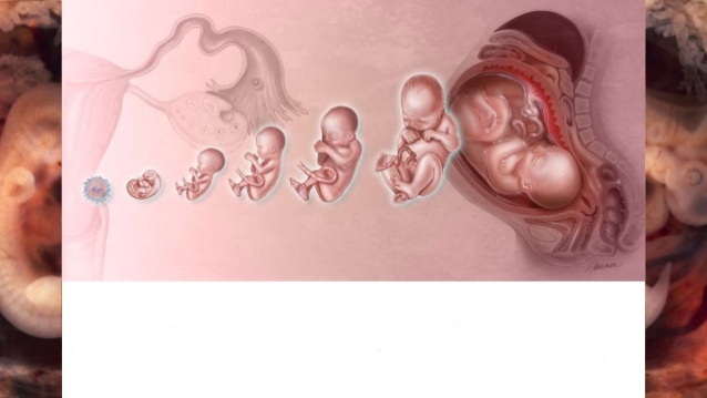 محاسبه سن بارداری محاسبه سن بارداری