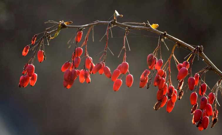 6 خواص مصرف زرشک 6 خواص مصرف زرشک