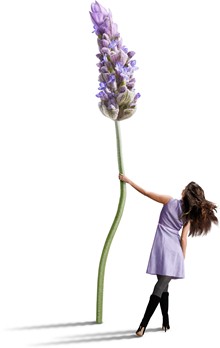 روغن اسطوخودوس روغن اسطوخودوس