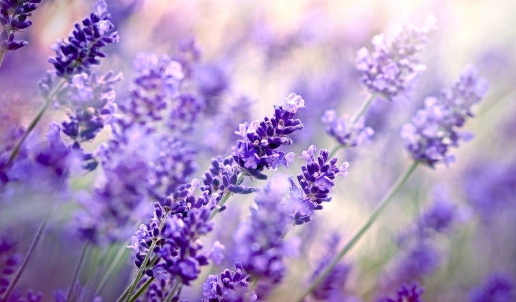 درمان اسطوخودوس درمان اسطوخودوس