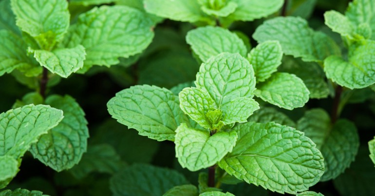 عوارض مصرف نعناع در شیردهی عوارض مصرف نعناع در شیردهی