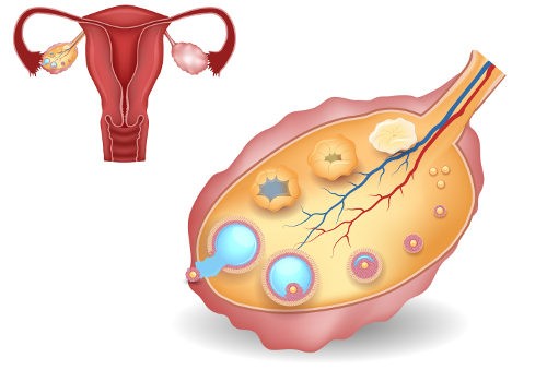 فولیکول و بارداری