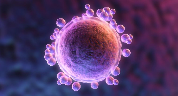 لقاح چگونه صورت میگیرد؟