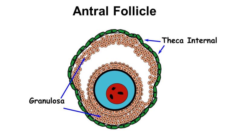 فولیکول آنترال فولیکول آنترال