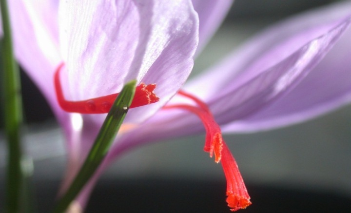 زعفران چیست