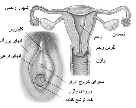 دستگاه تناسلی زنان دستگاه تناسلی زنان