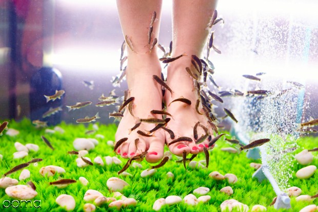 فواید فیش اسپا