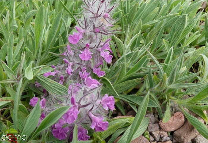 خواص چای کوهی