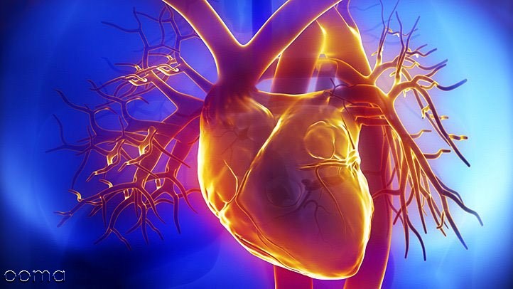 شکل و وزن قلب انسان