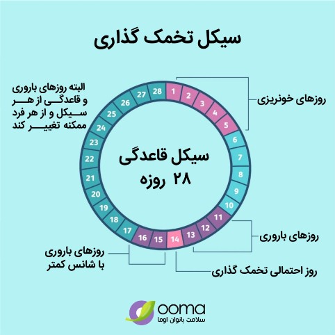 مراحل تخمک گذاری مراحل تخمک گذاری