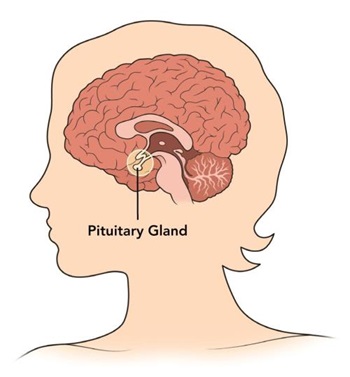 آزمایش پرولاکتین آزمایش پرولاکتین