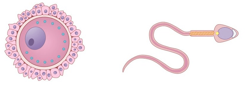 اسپرم و تخمک