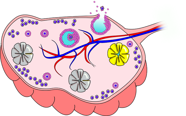 کورپوس لوتئوم