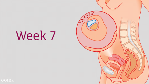 جنین در هفته هفتم بارداری جنین در هفته هفتم بارداری