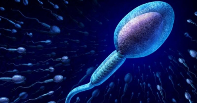 اسپرم سالم اسپرم سالم