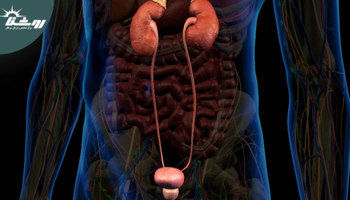 کیست های کلیه