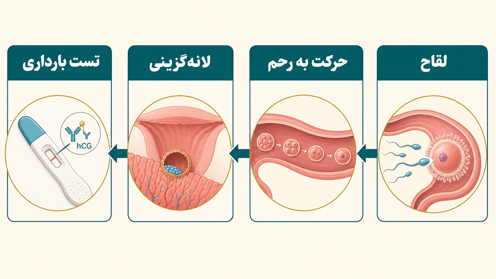 اینفوگرافیک مراحل لقاح تا لانه گزینی و تست بارداری