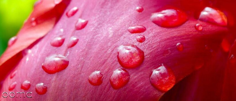 دانه های قرمز روی پوست بدون خارش دانه های قرمز روی پوست بدون خارش