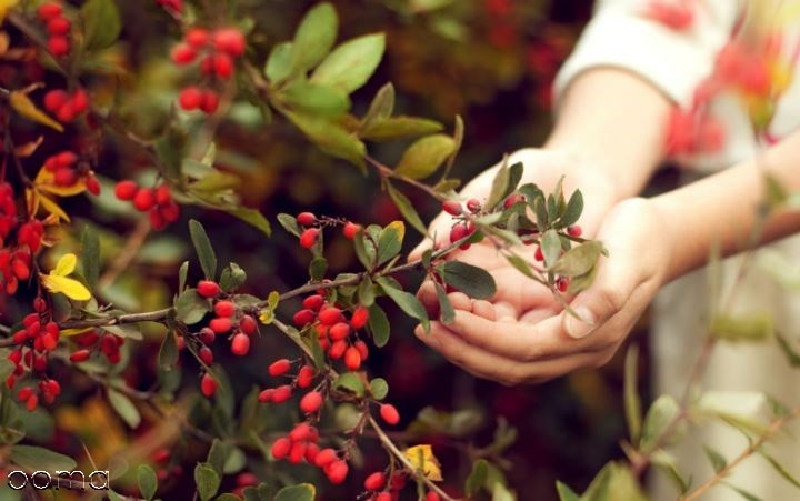 چه مقدار زرشک در بارداری بخوریم؟آیا مجازه؟ چه مقدار زرشک در بارداری بخوریم؟آیا مجازه؟