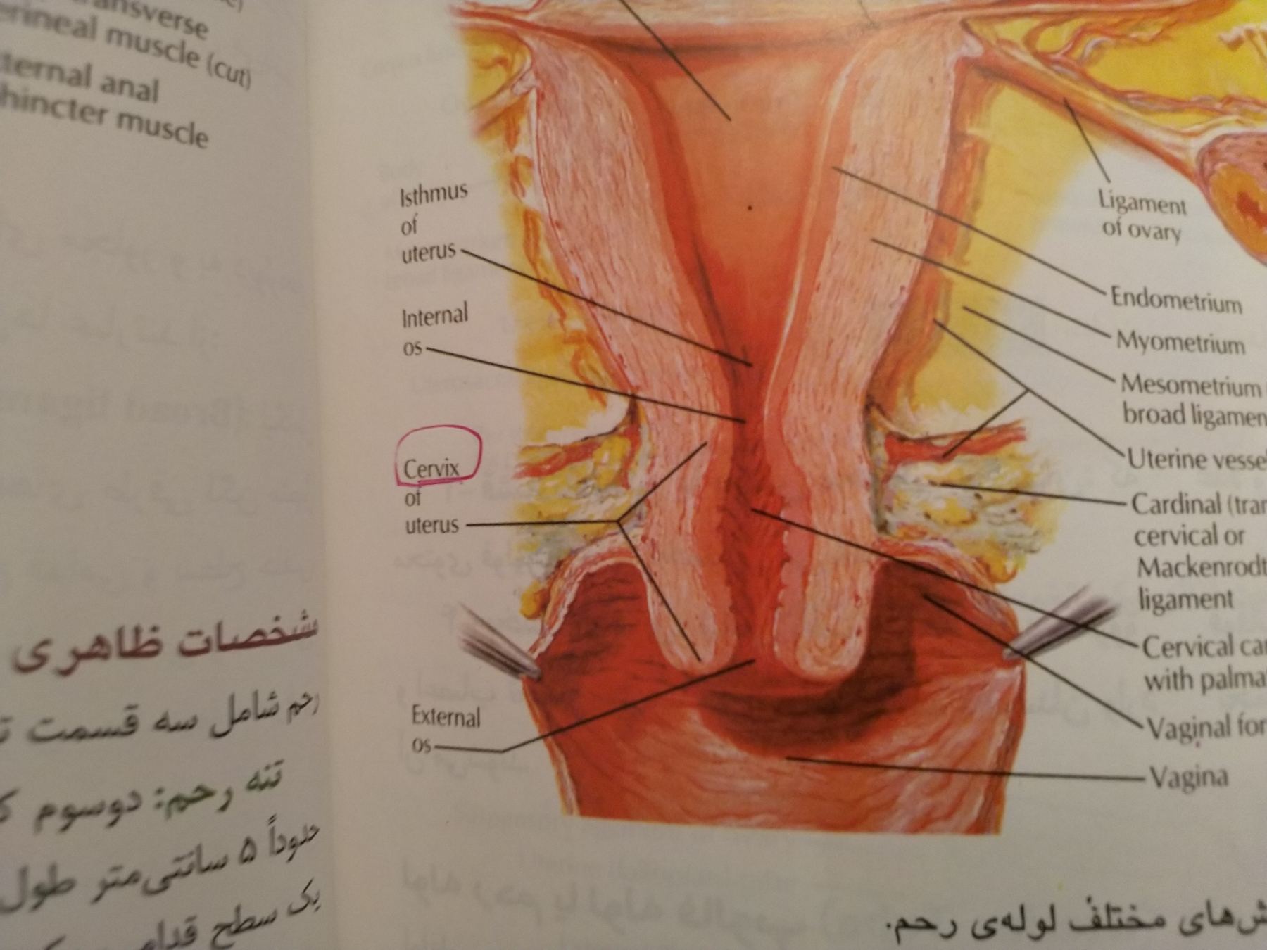 تفسیر سونو ان تی و ان بی