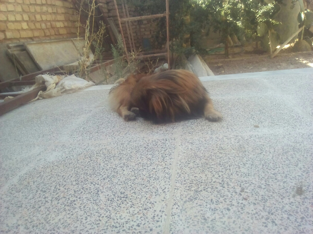 حیوان خانگی و حاملگی حیوان خانگی و حاملگی