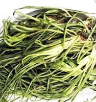 گیاه شنگ برای بارداری مضره!؟ گیاه شنگ برای بارداری مضره!؟